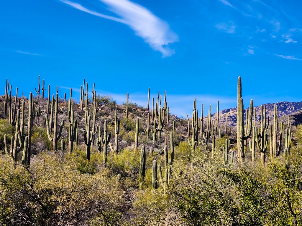 Lost In The&nbsp;Desert